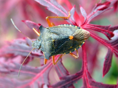 forest shieldbug (Pentatoma rufipes) Kenneth Noble